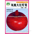 Chinese Best Red Onion Seeds For Growing